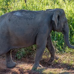 Minneriya smaller than African elephant
